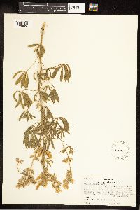 Lupinus sericeus image