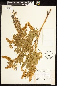 Lupinus sericeus image