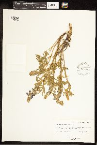 Lupinus sericeus image