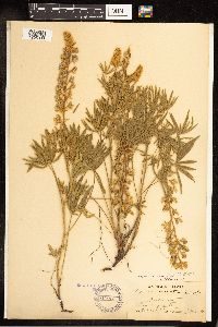 Lupinus sericeus image