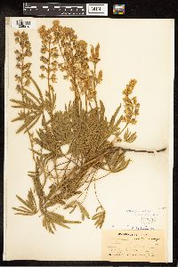 Lupinus sericeus image