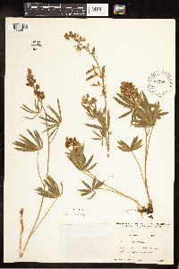 Lupinus sericeus image