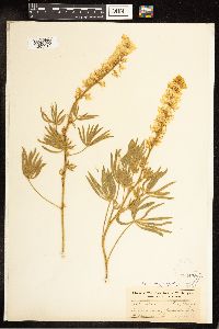 Lupinus sericeus image