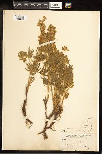 Lupinus sericeus image