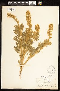 Lupinus sericeus image