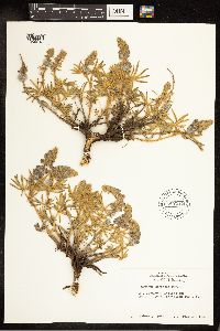 Lupinus sericeus image