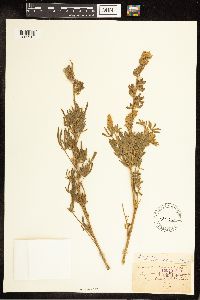 Lupinus sericeus image