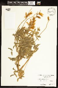 Lupinus sericeus image