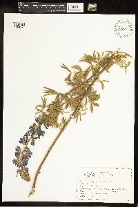 Lupinus sericeus image