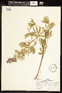 Lupinus sericeus image