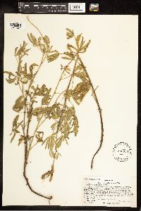 Lupinus sericeus image