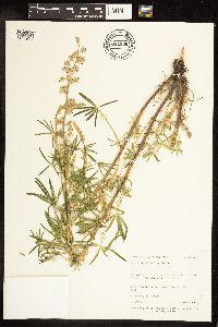Lupinus sericeus image