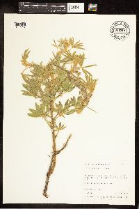 Lupinus sericeus image