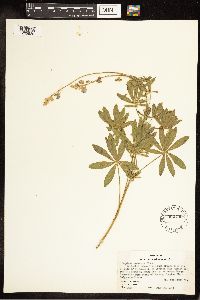 Lupinus sericeus image