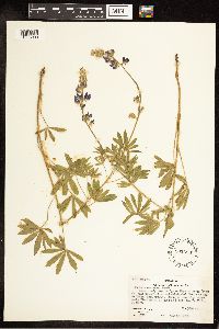 Lupinus sericeus image