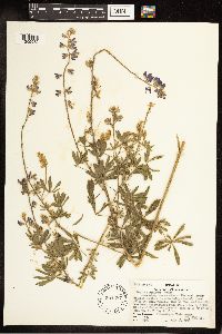 Lupinus sericeus image
