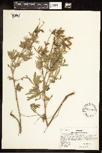 Lupinus sericeus image