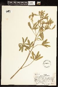 Lupinus sericeus image