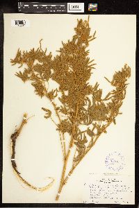 Lupinus sericeus image