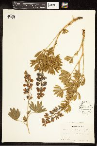 Lupinus sericeus image