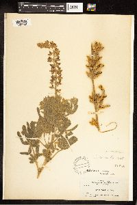 Lupinus sericeus image