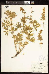 Lupinus sericeus image