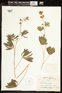 Lupinus sericeus image