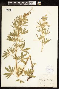 Lupinus sericeus image