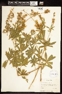 Lupinus sericeus image