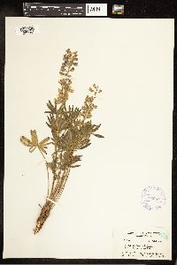 Lupinus silvicola image