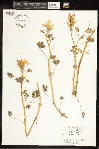 Thumbnail image of current specimen