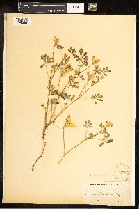 Thumbnail image of current specimen