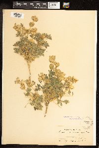 Thumbnail image of current specimen