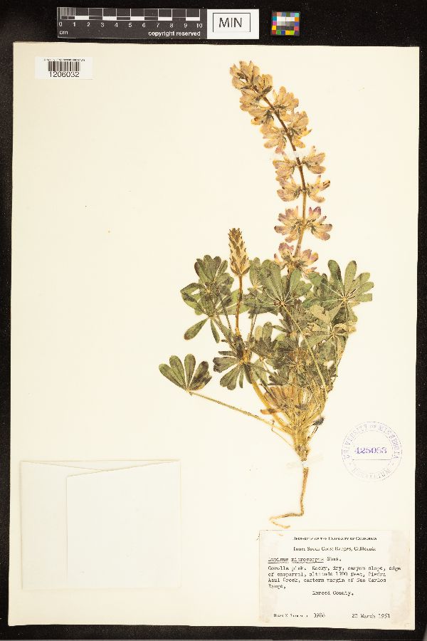 Lupinus image