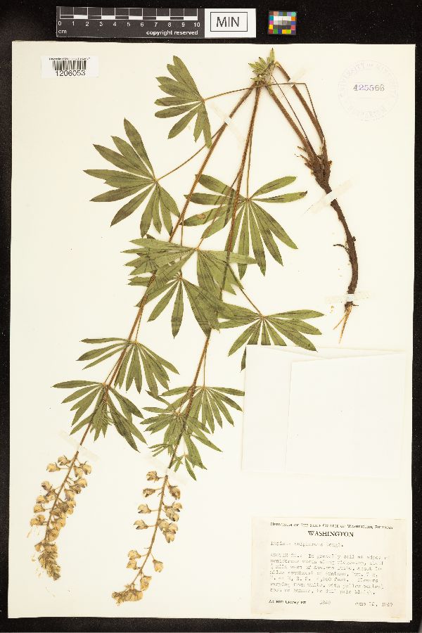 Lupinus sulphureus image