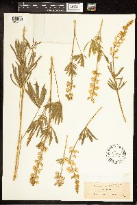 Lupinus sulphureus image