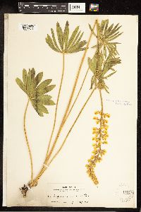 Lupinus sulphureus image