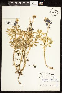 Thumbnail image of current specimen