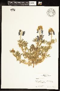 Thumbnail image of current specimen