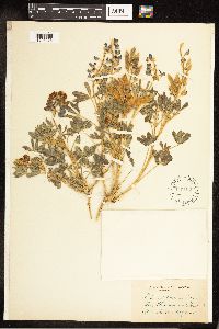 Thumbnail image of current specimen