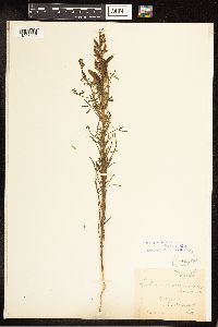 Thumbnail image of current specimen