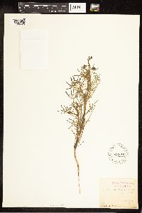 Thumbnail image of current specimen