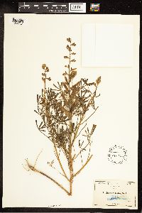 Thumbnail image of current specimen