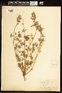 Lupinus nanus image