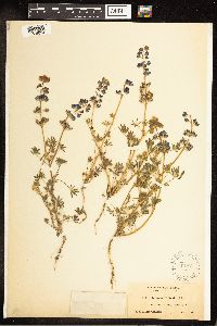 Lupinus nanus image