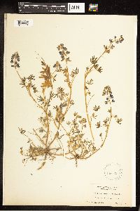 Lupinus nanus image