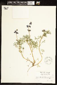 Lupinus nanus image