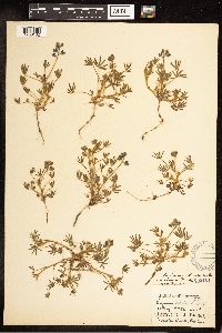 Lupinus nanus image