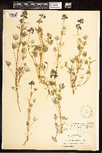 Lupinus nanus image