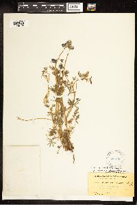 Lupinus nanus image